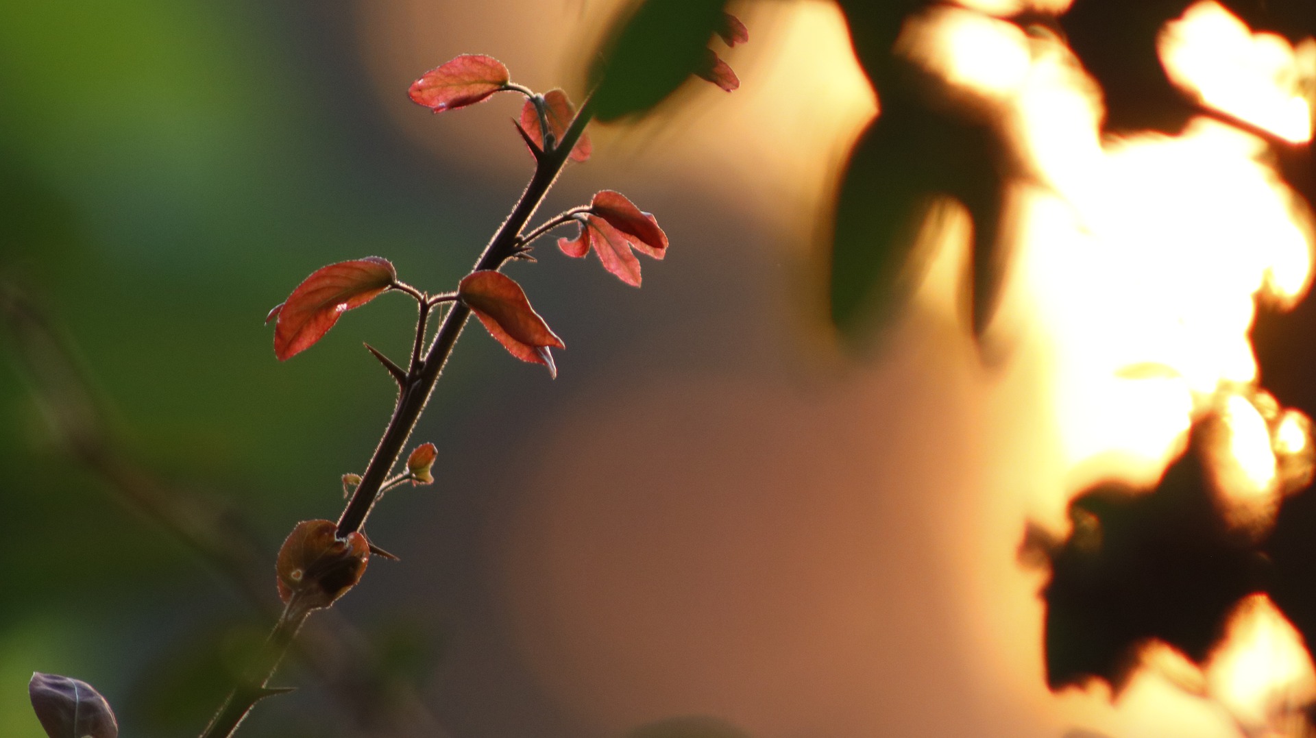 nature-4815361_1920