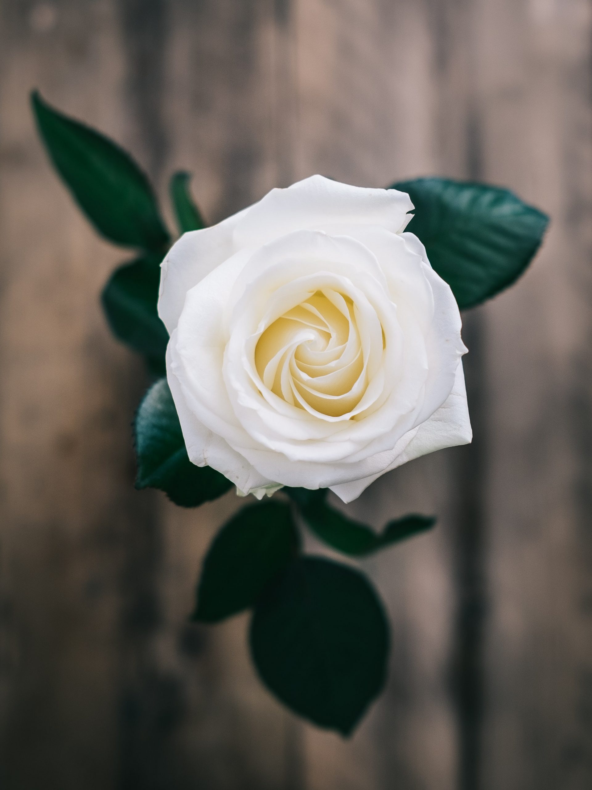 annie-spratt-pDGNBK9A0sk-unsplash